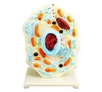 Modello di anatomia cellulare Animale Portatile Insegnamento Aiuto Forniture di Laboratorio Per L'esposizione in aula Studio Anatomia Biologia Scienza Biologia Animale Aiuto didattico
