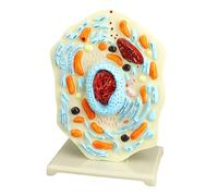 Modello di anatomia cellulare Biologia Scienza Modelli di apprendimento Strumento di insegnamento animale per l'esposizione in aula Biologia animale Scienza Anatomia per lo studio