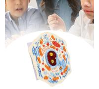 Modello di anatomia cellulare Visualizza i principali Animal Cell Model