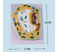 Modello di anatomia cellulare Visualizza i principali Plant Cell Model