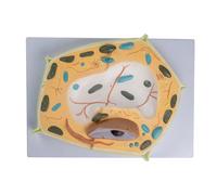 Modello di anatomia Cellule vegetali Medico Insegnamento anatomico 3D Cellula vegetale Corpo umano per l'apprendimento cellulare Strumento didattico di biologia