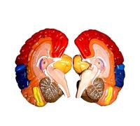 Modello di anatomia cerebrale e muscoli del collo codificati a colori, cervello umano in 2 parti con mappatura delle aree funzionali, insegnamento medico Umana Modello