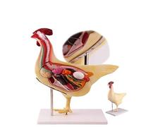 Modello di anatomia degli organi del pollo - Con base stabile, modello di simulazione del pollo, staccabile, materiale in PVC, studio veterinario/esposizione in classe,A