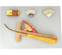 Modello di Anatomia dei Capelli Cuoio Capelluto Capelli Cuoio Capelluto Trans Modello di Capelli Follicolo Pilifero Umano Struttura dei Capelli Anatomia Modello Ingrandito Pelle Capelli tra