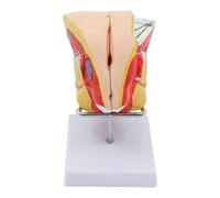 Modello di anatomia dei genitali femminili a grandezza naturale Modello di anatomia umana dell'apparato riproduttivo femminile for la formazione educativa riproduttiva L'apparato genitourinario