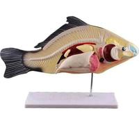 Modello di anatomia dei pesci for l'istruzione, 47 x 19 cm, strumento didattico rimovibile in PVC for l'insegnamento dell'acquacoltura e della biologia
