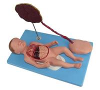 Modello di anatomia dei visceri neonatali, manichino di neonato con cordone ombelicale e placenta, staccabile in 13 parti, utilizzato for la didattica dell'anatomia e della fisiologia umana.