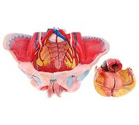 Modello di anatomia del bacino femminile, cintura pelvica dettagliata e struttura muscolare del pavimento per allenamento ginecologico e educazione medica