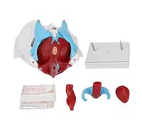 Modello di anatomia del bacino femminile Modello di pavimento pelvico colorato rimovibile per l'insegnamento dell'ostetricia Dimostrazione clinica Materiale in PVC premium con