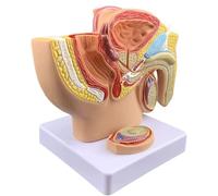 Modello di anatomia del bacino maschile, modello didattico anatomico 1:2 for lo studio e l'educazione in classe, sussidio didattico for l'anatomia umana