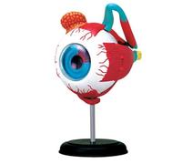 Modello di anatomia del bulbo oculare 4D, modello di anatomia strutturale degli occhi umani rimovibile in 11 parti, modello di palla dell'occhio della scienza medica, scuola educativa