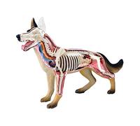 Modello di Anatomia del Cane 4D, Scheletro di Cane Canino, Campione di Scheletro di Animale, biologia Staccabile, 29 Parti per l'insegnamento degli Animali