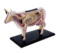 Modello di Anatomia del Cane 4D, Scheletro di Gatto/Cavallo/Mucca/Maiale/Animale, Campione di Scheletro di Animale, biologia Staccabile, Clinica veterinaria per Animali Domestici(J)