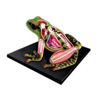 Modello di Anatomia del Cane 4D, Scheletro di Gatto/Cavallo/Mucca/Maiale/Animale, Esemplare di Scheletro di Animale, biologia Staccabile, Clinica veterinaria per Animali Domestici(M)