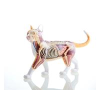 Modello di Anatomia del Cane 4D, Scheletro di Gatto/Cavallo/Mucca/Maiale/Animale, Esemplare di Scheletro di Animale, biologia Staccabile, Clinica veterinaria per Animali Domestici(D)