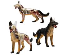 Modello di Anatomia del Cane Lupo Biologia Organo Simulazione Insegnamento Medico Medicina Staccabile 29 Pezzi Modello Animale Puzzle Educativo Fai da Te Set Kit 4D
