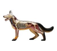 Modello di Anatomia del Cane Lupo smontabile in 29 Parti, Modello di Scheletro e organi del Cane per l'insegnamento Veterinario e l'educazione scientifica in biologia