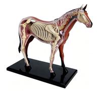 Modello di anatomia del cavallo 4D, modello dettagliato di organo animale | Campione di scheletro di animale, biologia staccabile, 26 parti for la formazione veterinaria della clinica for animali domes