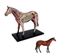 Modello di anatomia del cavallo 4D, scheletro di 26 parti per l'istruzione | Modello anatomico del cavallo 4D per l'educazione veterinaria, scheletro dettagliato da 26 pezzi per apprendimento e