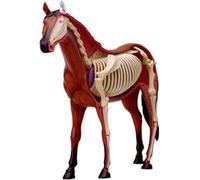 Modello di anatomia del cavallo, campione di scheletro di animale, 26 parti staccabili for la dimostrazione didattica della scuola di formazione veterinaria della clinica for animali