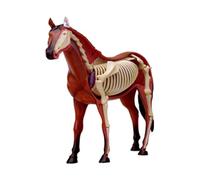 Modello di Anatomia del Cavallo con Visione 4D, Modello di insegnamento Medico di Anatomia dell'organo dello Scheletro di biologia Animale per Medici Insegnanti di Scuola