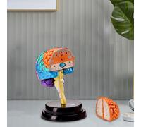 Modello di Anatomia Del Cervello Giocattolo Educativo 4D, Puzzle di Organi Umani