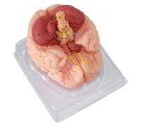 Modello di Anatomia del Cervello Umano, 9 Parti Rimovibili, con 98 Istruzioni Digitali, Sussidi Didattici Medici