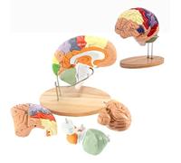 Modello di anatomia del cervello umano a grandezza naturale per l'educazione alle neuroscienze, lo studio in aula e l'esposizione medica