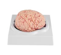 Modello Di Anatomia Del Cervello Umano Con Base Di Esposizione Per La Scienza