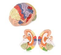 Modello di anatomia del cervello umano con sezioni rimovibili e guida allo studio per l'educazione alle neuroscienze e lo studio scientifico