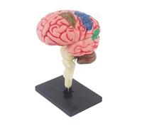 Modello di anatomia del cervello umano dell'Assemblea delle mani con gli organi rimovibili Bambini che insegnano precoce cervelli umani Anatomia Modello Struttura di studio Modello Display Modello