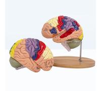 Modello di anatomia del cervello umano in 4 parti con ingrandimento 2 volte, modello di arteria cerebrale attaccata, modello cerebrovascolare, modello di neurologia