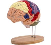 Modello di anatomia del cervello umano, modello a grandezza naturale 2X con etichette e base, 4 parti rimovibili for esposizione di neuroscienze, modello didattico, educazione scientifica