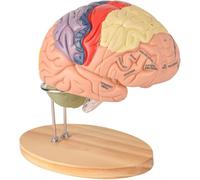 Modello di anatomia del cervello umano, modello di cervello a grandezza naturale 2X, modello di cervello 3D staccabile in 4 parti, for l'apprendimento medico della ricerca scientifica.