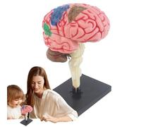 Modello Di Anatomia Del Cervello Umano - Modello Tridimensionale Per L'Educazione, Attrezzature Per L'Istruzione Medica Con Base | Tipo Di Assemblaggio Fai Da Te Parti Colorarie Modello Cervello