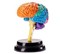 Modello di anatomia del cervello umano, organi staccabili per lo studio e | Modello di anatomia del cervello umano con organi staccabili per un apprendimento efficace e l'insegnamento negli studi