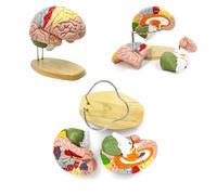 Modello di anatomia del cervello umano per lo studio delle neuroscienze, 2X a grandezza naturale con etichette per l'educazione medica e l'esposizione