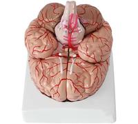 Modello di anatomia del cervello umano, scala 1:1 con 9 parti staccabili e base, include 41 identificazione della posizione per studio e istruzione in neuroscienze
