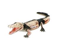 Modello di Anatomia del Coccodrillo di Visione 4D, Modello di Organo Staccabile 26 componenti, Modelli di organi Animali di Formazione Medica, Modello Animale
