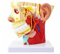 Modello di anatomia del collo della testa umana con dettagli nervosi e | Modello anatomico del cranio e del cervello con 12 nervi cranici per l'educazione medica e l'apprendimento scientifico