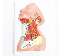 Modello di anatomia del collo umano per la dimostrazione neurovascolare e | Modello di anatomia del collo umano per uno studio dettagliato neurovascolare e muscolare, ideale per studenti e