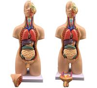 Modello di Anatomia del Corpo 4D Modello di Assemblaggio degli Organi Umani 55 Cm Modello del Corpo del Torso Anatomia Organi Interni per L'insegnamento Dell'istruzione di Anatomia