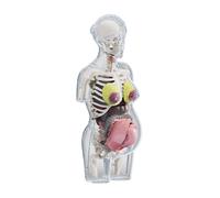 Modello di anatomia del corpo umano, giocattoli educativi per la scuola