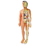 Modello Di Anatomia Del Corpo Umano - Kit Di Scienze Educative Per Studenti E Bambini - Strumento Di Insegnamento Dettagliato Di Anatomia Con Rimovibili - Ideale Per L'apprendimento Della Class