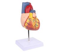 Modello Di Anatomia Del Cuore Umano 1:1 for L'insegnamento E La Formazione | Modello di cuore dettagliato e staccabile for un apprendimento e un insegnamento efficaci.
