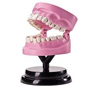 Modello di Anatomia del Dente Umano Rimovibile PVC Modello del Modello di Anatomia dell'organo di Organo Umano Modello dei Denti (Dimensioni: 11x10x19 cm) (Dimensione: 11 x 10 x 19cm) (11 x 10 x