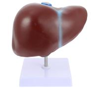 Modello di Anatomia del fegato Normale per insegnare Il Corpo Umano - Manichino dimostrativo 3D, dimostrazione didattica e spiegazione
