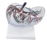 Modello Di Anatomia Del Fegato Umano A Grandezza Naturale, Modello Anatomico Di Organo Umano Di Anatomia Materiale In PVC Modello Di Fegato Trasparente Per Display Didattico Per Lezioni Di Scienze Per