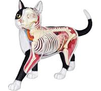 Modello di anatomia del gatto 4D Vision, 28 organi e parti del corpo staccabili e assemblati, giocattolo di assemblaggio puzzle, for dimostrazione di insegnamento degli animali Strumento