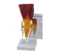 Modello di anatomia del ginocchio umano con legamenti Strumento didattico Forniture congiunte per l'educazione scientifica Anatomia Strumento articolare per aula